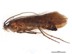 Nemotaulius (Macrotaulius) punctatolineatus (Retzius 1783) resmi