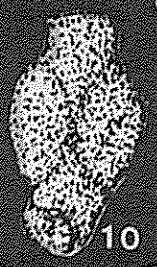 Reophacella compressa Kaptarenko-Chernousova 1956的圖片