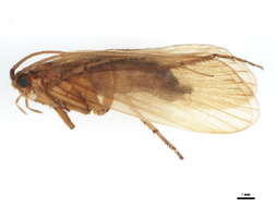 Image of Anabolia laevis