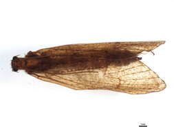 Image of Anabolia concentrica (Zetterstedt 1840)