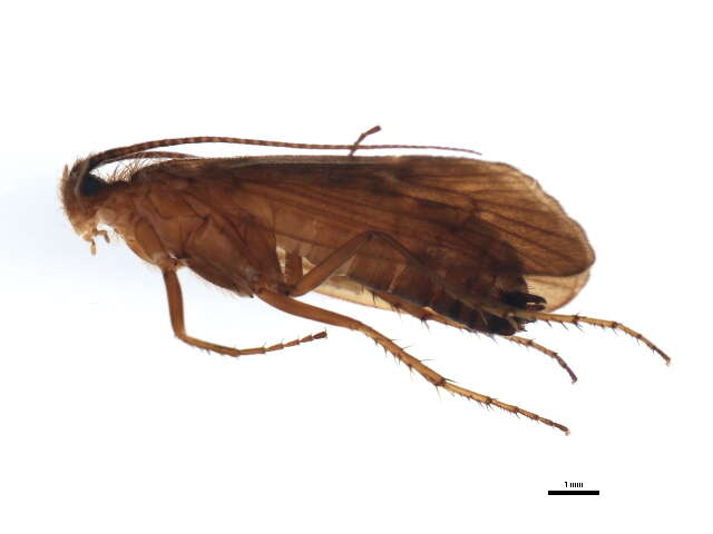 Image of Anabolia brevipennis (Curtis 1834)