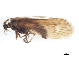 Image of Asynarchus contumax McLachlan 1880