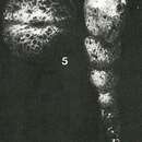 Image of Sulcophax claviformis Rhumbler 1931