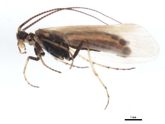 Arctopora trimaculata (Zetterstedt 1840) resmi