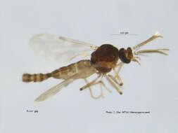 Image of Culicoides salinarius Kieffer 1914