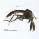 صورة Forcipomyia nigra (Winnertz 1852)