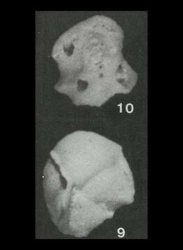 Sivun Ammocibicoides notalnus Saidova 1975 kuva