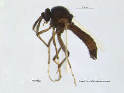 Image of Bezzia rhynchostylata Remm 1974