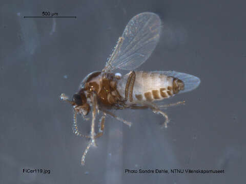 Dasyhelea europaea Remm 1962 resmi