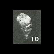 Image of Verneuilinulla tessera Saidova 1975