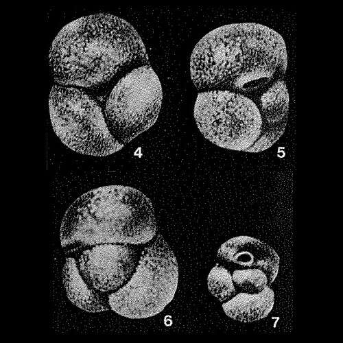 Imagem de Praecystammina globigerinaeformis Krasheninnikov 1973