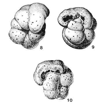 Image of Cribrostomellus apertus Saidova 1970