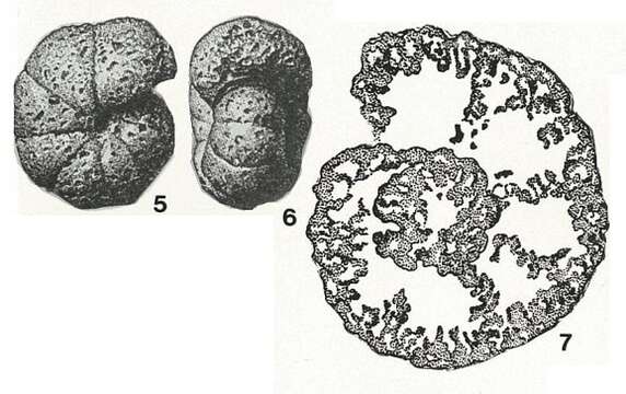 Image of Alveolophragmium orbiculatum Shchedrina 1936