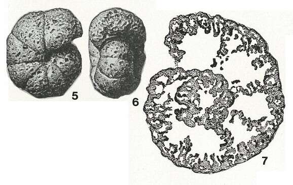 Image de Alveolophragmium orbiculatum Shchedrina 1936