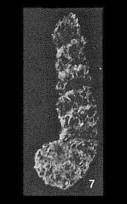 Ammomarginulina ensis Wiesner 1931的圖片