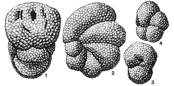 Image of Ataxoorbignyna inflata (Alth 1850)
