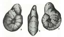 Image of Karaisella uzbekistanica Kurbatov 1971