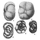 Plancia ëd Mesoendothyra izjumiana Dain 1958