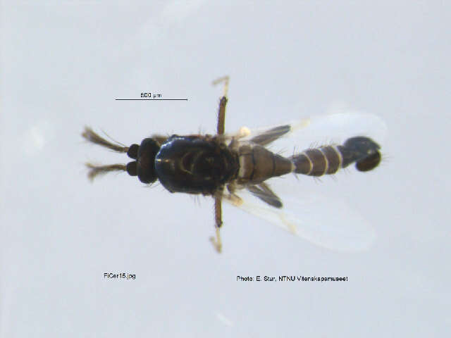 Image of <i>Brachypogon nitidulus</i>