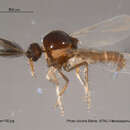 Image of Forcipomyia monilicornis (Coquillett 1905)