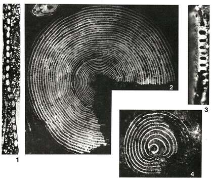 Image of Broeckina dufrenoyi (d'Archiac & Haime ex d'Archiac 1854)