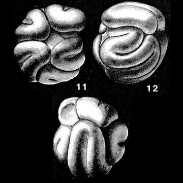 Image of Meandrospira washitensis Loeblich & Tappan 1946