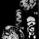 Image of Flectospira prima Crespin & Belford 1957