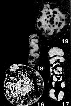 Sivun Flectospira prima Crespin & Belford 1957 kuva