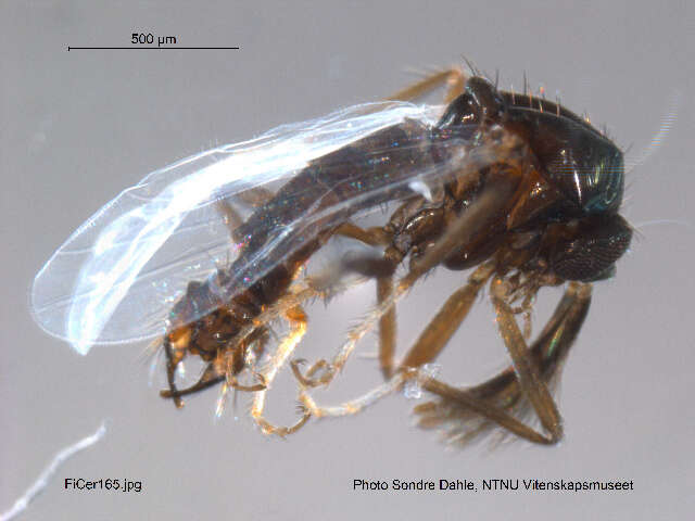 Image of Ceratopogon lacteipennis Zetterstedt 1838