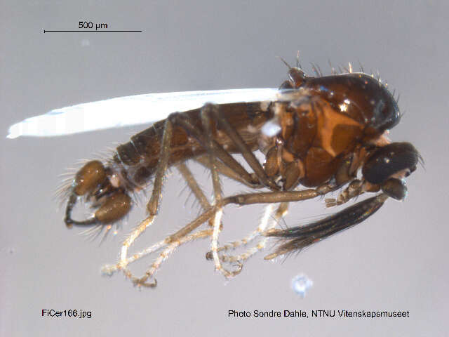 Image of Ceratopogon lacteipennis Zetterstedt 1838