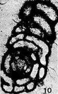 Image of Meandrospiranella samueli Salaj 1967