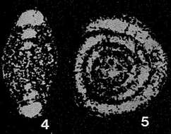 Image de Arenovidalina chialingchiangensis Ho 1959