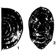 Image of Nikitinella septata Sosnina 1983