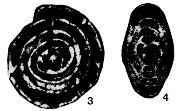 Image of Nikitinella septata Sosnina 1983