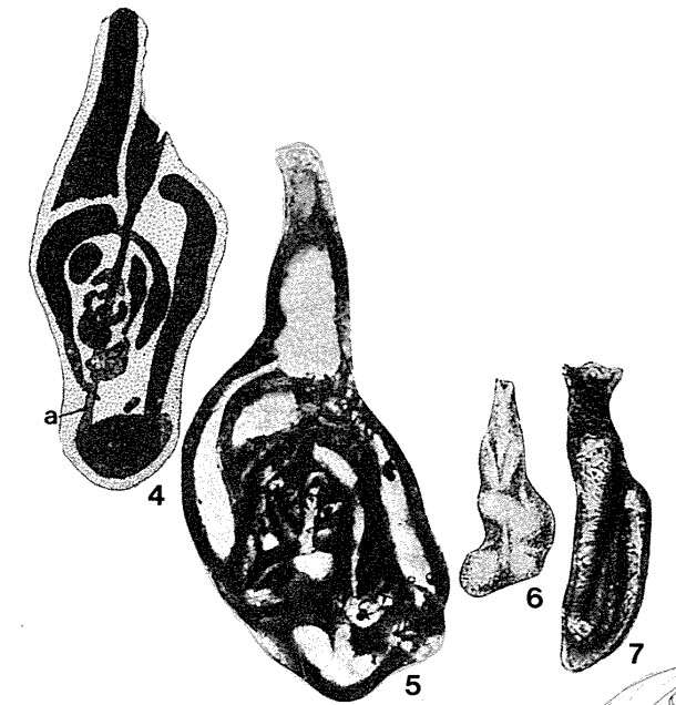 Image of Orthella paalzowi Bykova ex Kiparisova et al. 1956