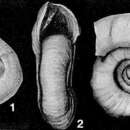 Gordiospira fragilis Heron-Allen & Earland 1932 resmi