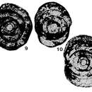 Image of Pseudobaisalina mirifica Sosnina 1983