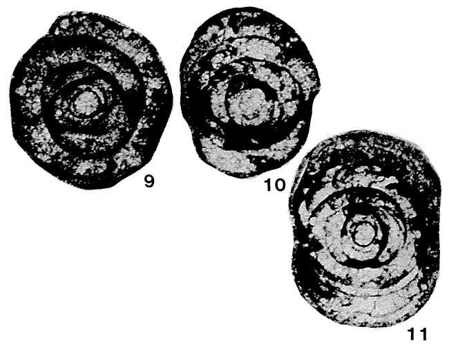 Image de Pseudobaisalina mirifica Sosnina 1983