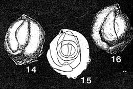 Image of Glomulina fistulescens Rhumbler 1936