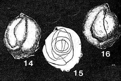 Image of Glomulina fistulescens Rhumbler 1936