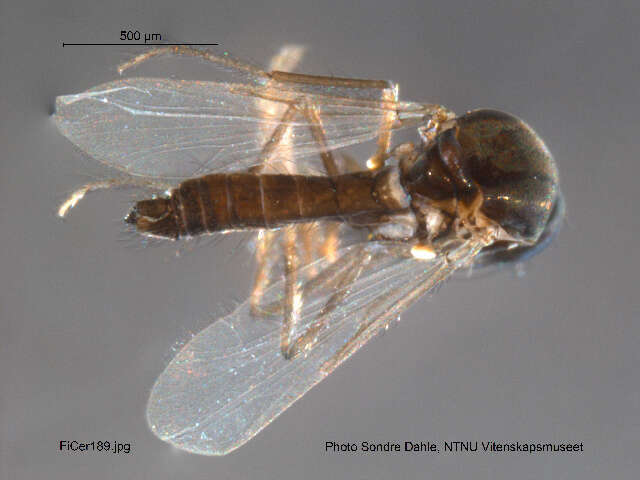 Dasyhelea malleola resmi