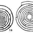 Image of Dolosella multifida Danich 1969