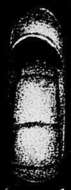 Image of Fischerina rhodiensis Terquem 1878