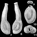 Image of Articularia articulinoides (Gerke & Issaeva 1952)