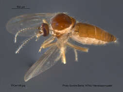 Image of Forcipomyia nigrans Remm 1962