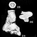 Image of Meandroloculina bogatschovi Bogdanovich 1935