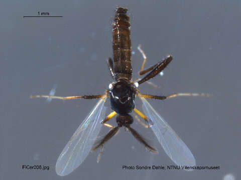 Image of Serromyia femorata (Meigen 1804)