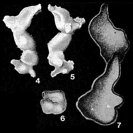 Image of Calcituba polymorpha Roboz 1884