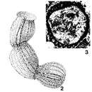 Image de Costifera cylindrica Senowbari-Daryan 1983