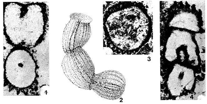 Image of Costifera cylindrica Senowbari-Daryan 1983